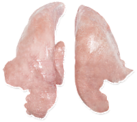 Pork lungs